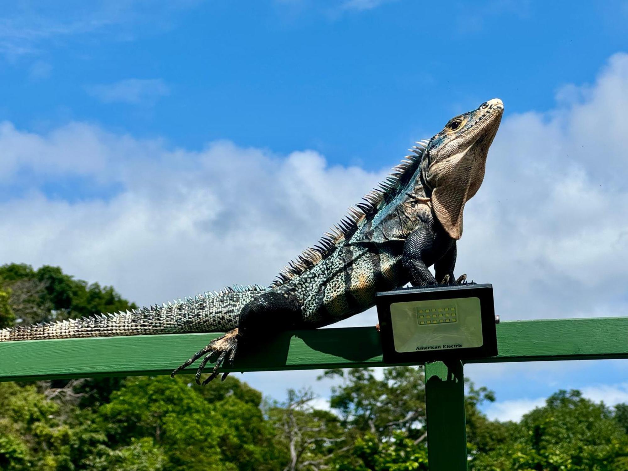 An Abundance Of Wildlife At Jungle Glory Home Abajo Manuel Antonio Exterior photo